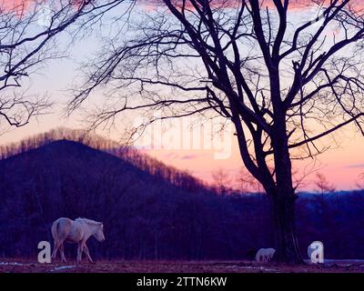 Dosanko Horse at Dawn Stock Photo