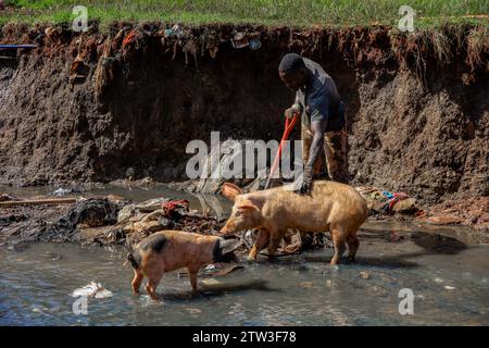 Nairobi, Kenya. 18th Dec, 2023. Pigs walking to a man cleaning a sewer river running through Kibera Sum in Nairobi, Kenya. A view through the everyday life in Kibera currently Africaís largest Slum and the day to day business activities performed by local residents. (Photo by Donwilson Odhiambo/SOPA Images/Sipa USA) Credit: Sipa USA/Alamy Live News Stock Photo