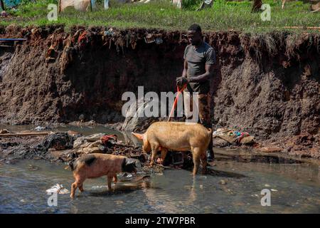 Nairobi, Kenya. 18th Dec, 2023. Pigs walking to a man cleaning a sewer river running through Kibera Sum in Nairobi, Kenya. A view through the everyday life in Kibera currently Africa's largest Slum and the day to day business activities performed by local residents. (Credit Image: © Donwilson Odhiambo/ZUMA Press Wire) EDITORIAL USAGE ONLY! Not for Commercial USAGE! Stock Photo