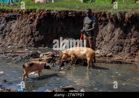 Nairobi, Kenya. 18th Dec, 2023. Pigs walking to a man cleaning a sewer river running through Kibera Sum in Nairobi, Kenya. A view through the everyday life in Kibera currently Africa's largest Slum and the day to day business activities performed by local residents. (Credit Image: © Donwilson Odhiambo/ZUMA Press Wire) EDITORIAL USAGE ONLY! Not for Commercial USAGE! Stock Photo