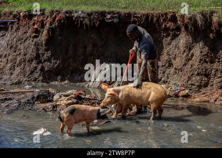 Nairobi, Kenya. 18th Dec, 2023. Pigs walking to a man cleaning a sewer river running through Kibera Sum in Nairobi, Kenya. A view through the everyday life in Kibera currently AfricaÃ-s largest Slum and the day to day business activities performed by local residents. (Credit Image: © Donwilson Odhiambo/SOPA Images via ZUMA Press Wire) EDITORIAL USAGE ONLY! Not for Commercial USAGE! Stock Photo