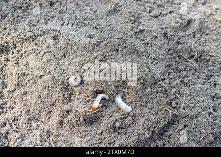 White earth worm in the soil Stock Photo