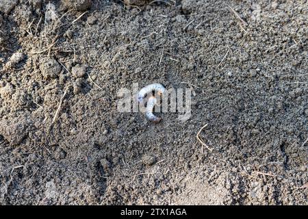 White earth worms in the garden soil Stock Photo