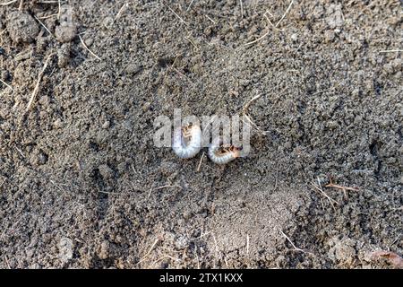 Redhead white earth worm in the soil Stock Photo