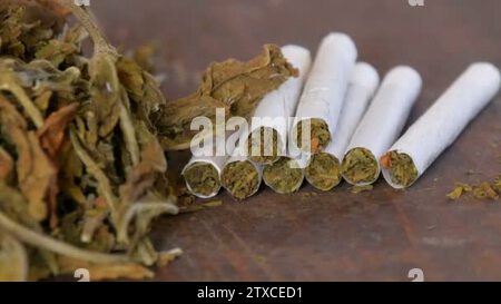 roll ups tobacco Home-made cigarettes or roll-ups are on the table next to big leaves of dry  tobacco