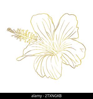 Gold foil tropical hibiscus flower. Chinese rose flower. Hand drawn vector line art illustration for logo, card or invite, tea herbs hibiscus tea. Iso Stock Vector