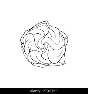 Tropical hibiscus flower. Chinese rose flower. Hand drawn vector line art illustration for logo, card or invite, tea herbs hibiscus tea. Isolated on w Stock Vector