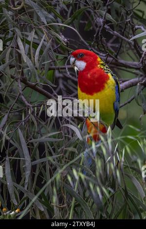 Bright coloured Eastern Rosella (Platycercus eximius), native to southeastern Australia, feeding on a bunch of grasses while perched on a tree branch. Stock Photo