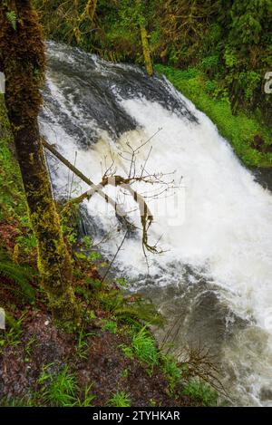 Drake Falls at Silver Falls State Park, the largest state park in Oregon, USA Stock Photo