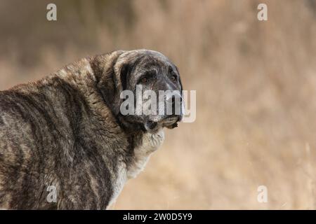 beautiful asian shepherd closeup, a great dog for herd protection, the kangal Stock Photo
