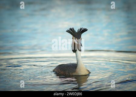 male great crested grebe in mating season, swimming on pond (Podiceps cristatus) Stock Photo