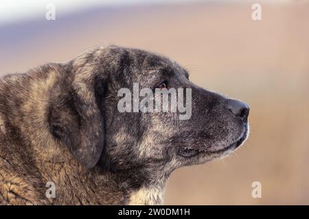 kangal dog portrait over out of focus background; this is a large asian shepherd dog, a good guardian Stock Photo