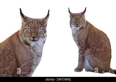 Carpathian lynx  isolated on white background Stock Photo