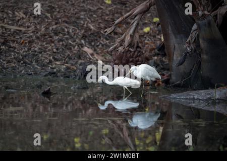 Two Intermediate Egrets with their perfect reflections wade through still waters on a waterhole in the wetlands around in Cairns looking for prey. Stock Photo