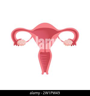Uterus. Women Health. Female reproductive system, cycle. Human anatomy. Diagram of the location of the organs of the uterus, cervix, ovaries, fallopia Stock Vector