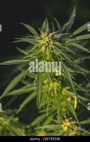Marijuana bud with green leaves on a bush close-up. Weed plant Stock Photo