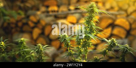 Marijuana plant in the final stage of flowering outdoors. Cannabis buds on branches Stock Photo