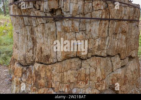 Close up of a giant petrified tree stump on display in the stump shelter of the Florissant Fossil Beds National Monument Stock Photo