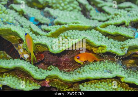 Grüne Salatkoralle, Unterwasser-Foto, Tauchplatz The Canyon, Dahab, Golf von Akaba, Rotes Meer, Sinai, Ägypten Stock Photo