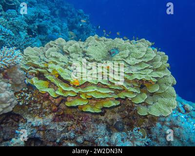 Grüne Salatkoralle, Unterwasser-Foto, Tauchplatz The Canyon, Dahab, Golf von Akaba, Rotes Meer, Sinai, Ägypten Stock Photo