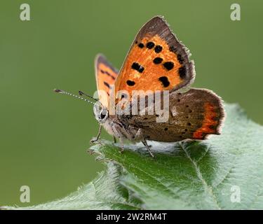 Small Copper Butterfly (Lycaena phlaeas) perched on bramble leaf. Tipperary, Ireland Stock Photo