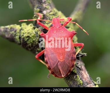 Teneral Spiked Shieldbug (Picromerus bidens) on twig. Tipperary, Ireland Stock Photo