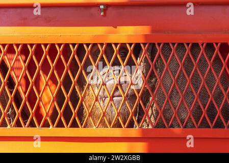 Bangkok, Thailand. 21st Dec, 2023. Nobita, a seven-year-old male Sumatran orangutan, seen in a cage before being transferred to Indonesia at Suvarnabhumi International Airport. Thailand returns the 3 Sumatran orangutans that were rescued after being smuggled from Indonesia as part of the country's wildlife trafficking combat initiative under the Convention on International Trade in Endangered Species of Wildlife Fauna and Flora (CITES). Credit: SOPA Images Limited/17�Թ����� Live News Stock Photo