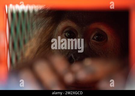 Bangkok, Thailand. 21st Dec, 2023. Shizuka, a seven-year-old female ...