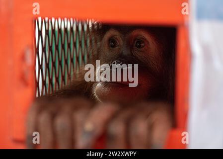 Bangkok, Thailand. 21st Dec, 2023. Shizuka, a seven-year-old female ...