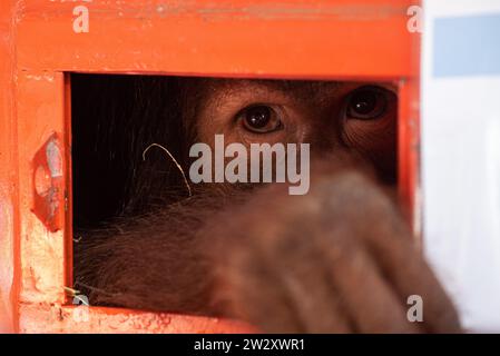 Bangkok, Thailand. 21st Dec, 2023. Shizuka, a seven-year-old female ...