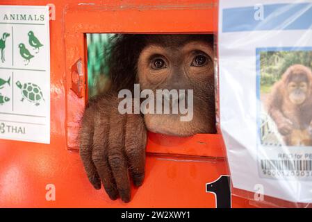 Bangkok, Thailand. 21st Dec, 2023. Shizuka, a seven-year-old female ...