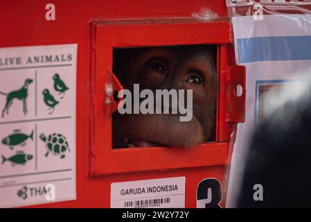 Brian, a  five-year-old male Sumatran orangutan, seen in a cage before being transferred to Indonesia at Suvarnabhumi International Airport. Thailand returns the 3 Sumatran orangutans that were rescued after being smuggled from Indonesia as part of the country's wildlife trafficking combat initiative under the Convention on International Trade in Endangered Species of Wildlife Fauna and Flora (CITES). (Photo by Peerapon Boonyakiat / SOPA Images/Sipa USA) Stock Photo