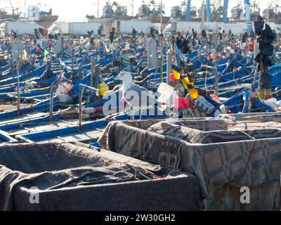 Seagulls sat on boxes of shark nets with fishing boats behind in the port at Essaouira 'The Windy City', Morocco. December 21, 2023 Stock Photo