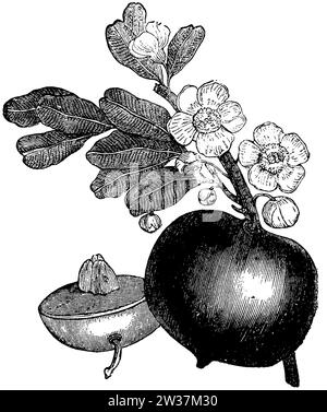 mammee apple with flower and fruit, Mammea americana, anonym (botany book, 1889), Mammiapfel mit Blüte und Frucht, Abricotier des Antilles avec fleur et fruit Stock Photo