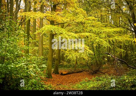 Herbstlicher Naturwald mit Buchen in Scharbeutz, Schleswig-Holstein, Deutschland Stock Photo