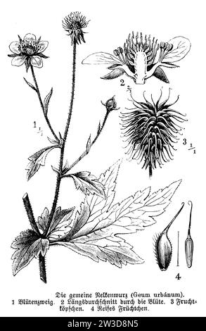 herb bennet, Geum urbanum, anonym (botany book, 1888), Echte Nelkenwurz, Benoîte commune Stock Photo