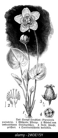 Grass-of-Parnassus, Parnassia palustris, anonym (botany book, 1888), Sumpf-Herzblatt, Parnassie des marais Stock Photo