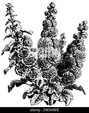 hollyhock, Alcea rosea, anonym (agricultural book, 1876), Stockrose, Roses trémières Stock Photo