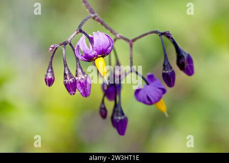 Bittersweet or Woody Nightshade (solanum dulcamara), close up showing an isolated cluster of the distinctive drooping flowers of the plant. Stock Photo