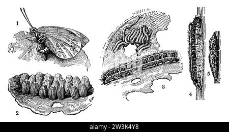 cabbage butterfly, Development: 1 egg-laying female, 2 egg clusters, 3 young caterpillars and an adult caterpillar, 4 caterpillar about to pupate, 5 pupa., Pieris brassicae, A[dolf] W[agner] (zoology book, 1928), Großer Kohlweißling, Entwicklung: 1 Eierlegendes Weibchen, 2 Eihäufchen, 3 Junge Raupen und eine ausgewachsene Raupe, 4 Raupe, die sich verpuppen will, 5 Puppe, Piéride du chou, Développement : 1 femelle ovipare, 2 amas d'œufs, 3 jeunes chenilles et une chenille adulte, 4 chenille en train de se nymphoser, 5 chrysalide Stock Photo