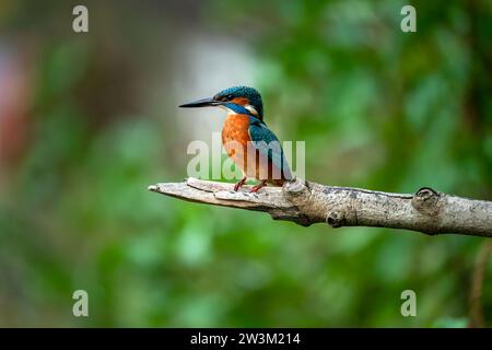 kingfisher on branch, eisvogel sitzt auf einem Ast Stock Photo
