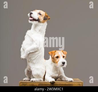 Two purebred jack russell posing in a studio. Mixed media Stock Photo