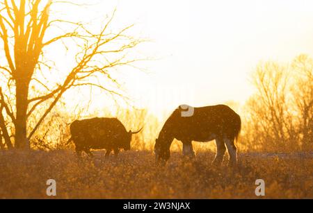 Clydesdale horse and highland cow silhouettes standing in an autumn meadow at sunset Stock Photo