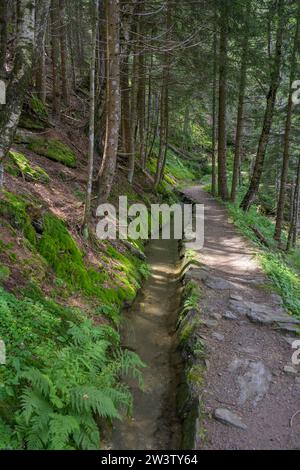 Hiking trail along the Ulfaser Waal, moss in Passeier, South Tyrol, Italy Stock Photo