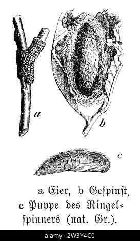 lackey moth: eggs and pupa, Malacosoma neustria, anonym (zoology book, 1889), Ringelspinner: Eier und Puppe, Livrée des arbresœufs et nymphe Stock Photo