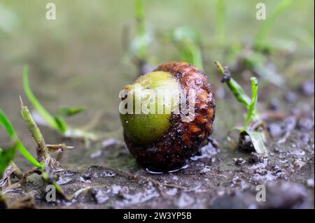 Acorn of northern red oak (Quercus rubra) in wet weather after rain Stock Photo