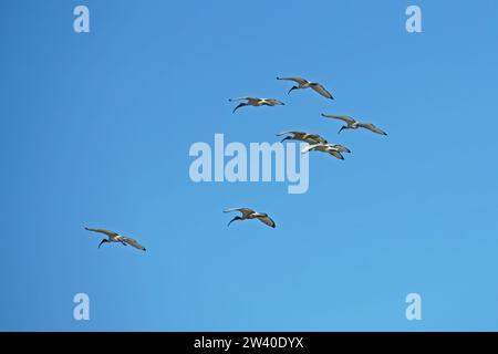 some specimens of african sacred ibis in flight in south of umbria, terni, italy Stock Photo