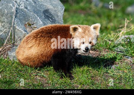 kleiner Panda, roter Panda, Katzenbär (Ailurus fulgens). Asien, Stock Photo