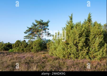 Heath landscape, flowering common heather (Calluna vulgaris), common juniper (Juniperus communis), common pine (Pinus sylvestris), Lueneburg Heath Stock Photo