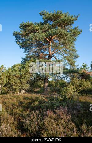 Scots pine (Pinus sylvestris) and common juniper (Juniperus communis), blue sky, Lueneburg Heath, Lower Saxony, Germany Stock Photo